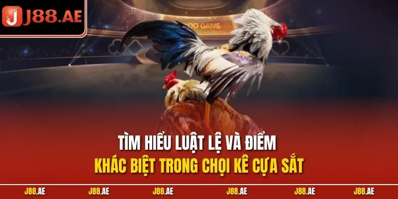 Tìm hiểu luật lệ và điểm khác biệt trong chọi kê cựa sắt